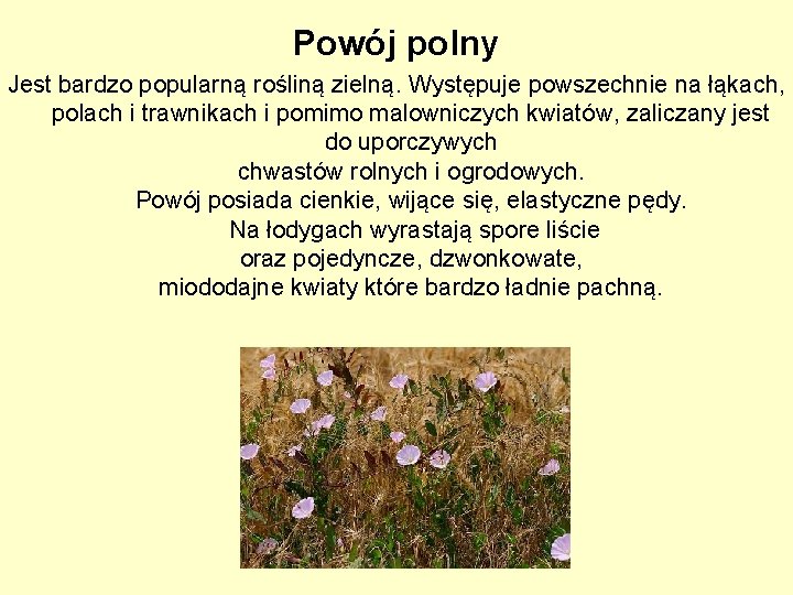 Powój polny Jest bardzo popularną rośliną zielną. Występuje powszechnie na łąkach, polach i trawnikach