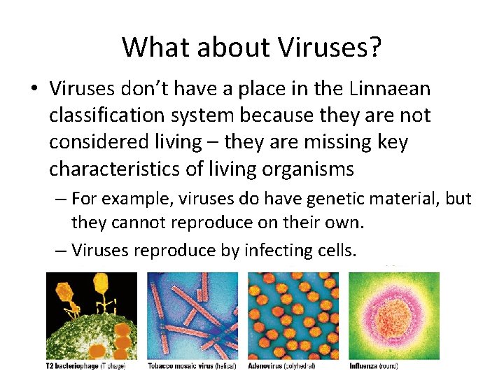 What about Viruses? • Viruses don’t have a place in the Linnaean classification system