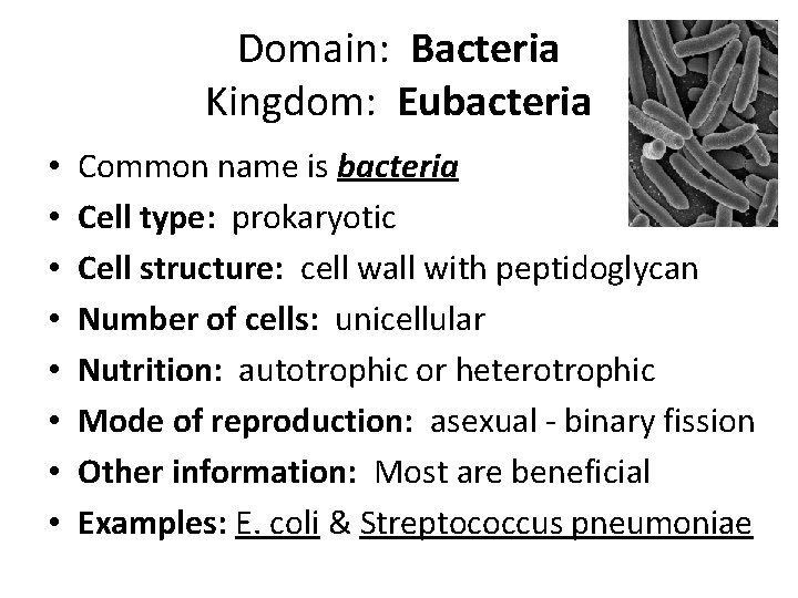 Domain: Bacteria Kingdom: Eubacteria • • Common name is bacteria Cell type: prokaryotic Cell