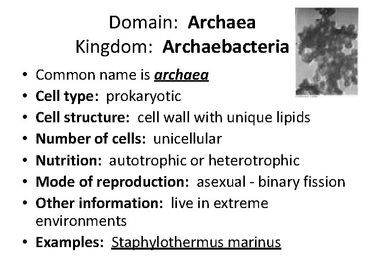 Domain: Archaea Kingdom: Archaebacteria Common name is archaea Cell type: prokaryotic Cell structure: cell