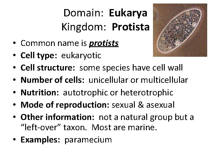 Domain: Eukarya Kingdom: Protista Common name is protists Cell type: eukaryotic Cell structure: some