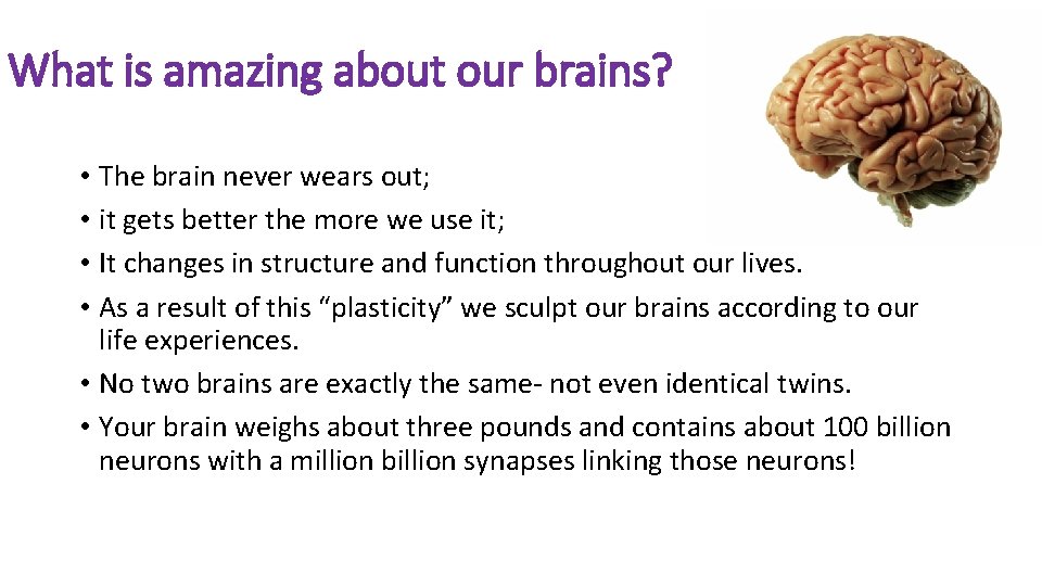 What is amazing about our brains? • The brain never wears out; • it