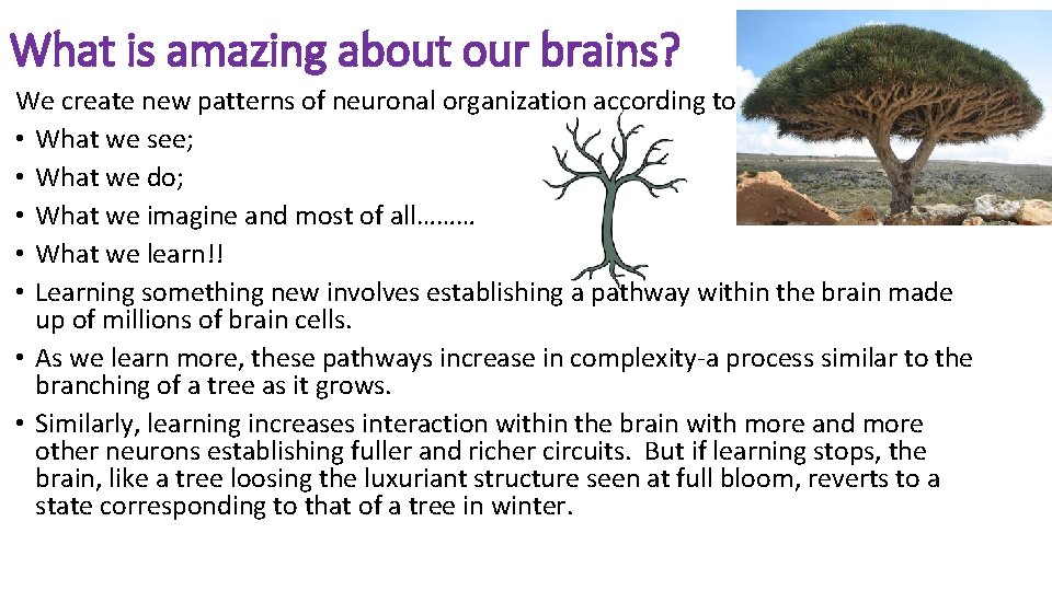 What is amazing about our brains? We create new patterns of neuronal organization according