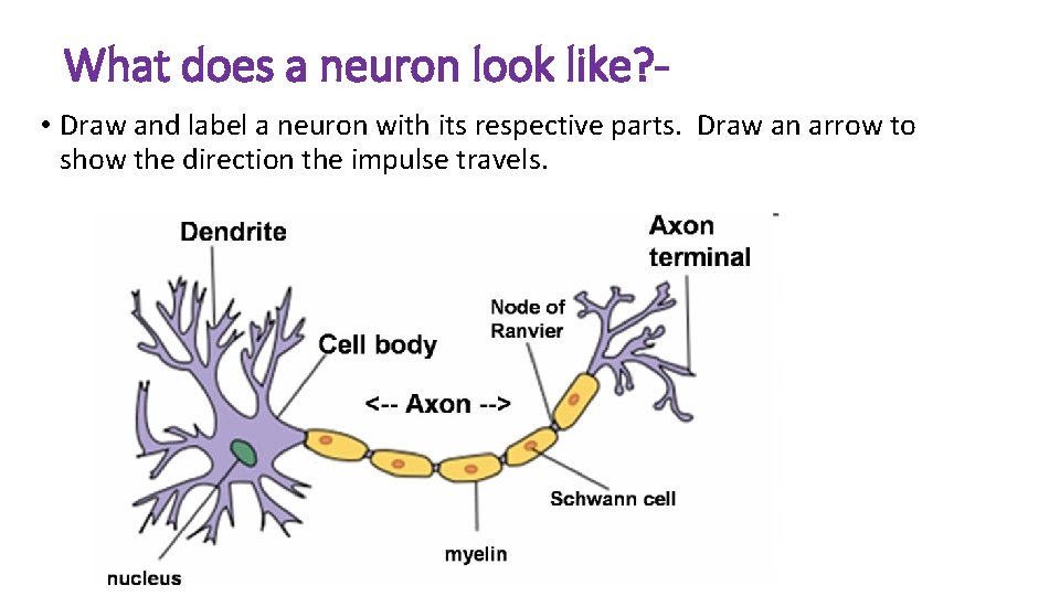 What does a neuron look like? • Draw and label a neuron with its