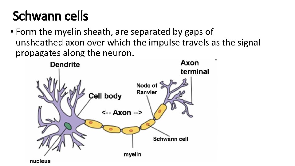 Schwann cells • Form the myelin sheath, are separated by gaps of unsheathed axon