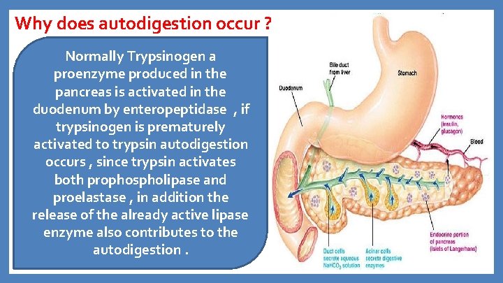 Why does autodigestion occur ? Normally Trypsinogen a proenzyme produced in the pancreas is