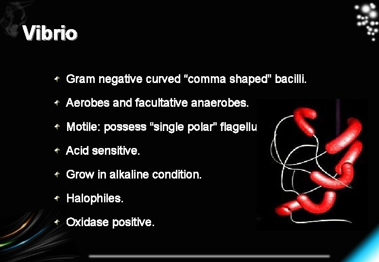 Vibrio Gram negative curved “comma shaped” bacilli. Aerobes and facultative anaerobes. Motile: possess “single