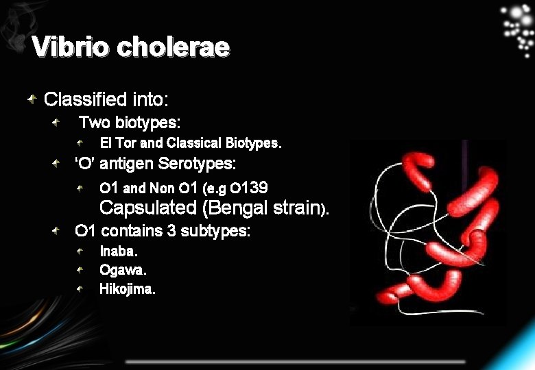 Vibrio cholerae Classified into: Two biotypes: El Tor and Classical Biotypes. ‘O’ antigen Serotypes: