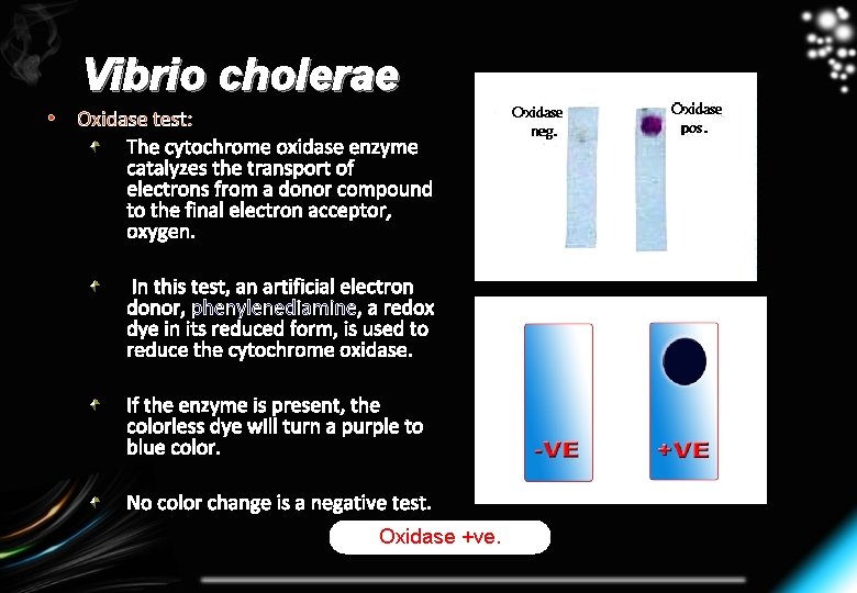 Vibrio cholerae • Oxidase test: The cytochrome oxidase enzyme catalyzes the transport of electrons