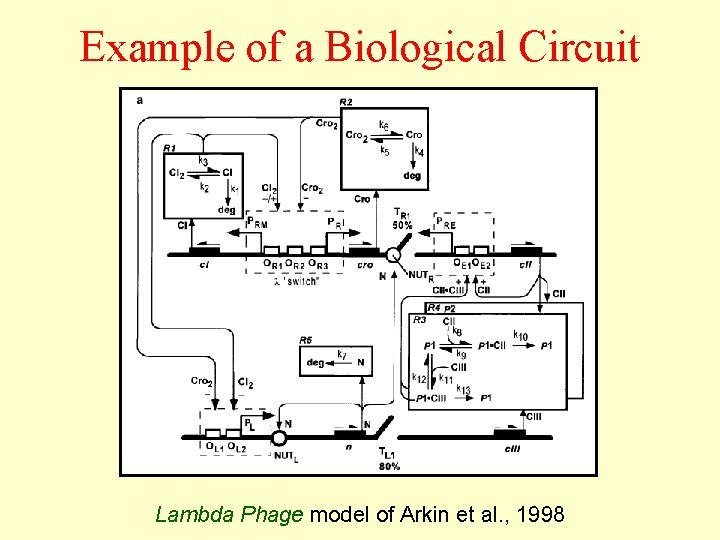 Example of a Biological Circuit Lambda Phage model of Arkin et al. , 1998
