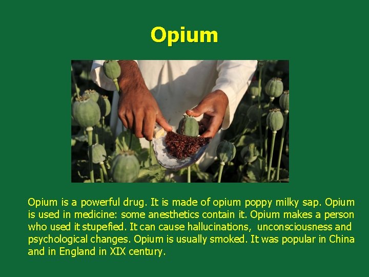 Opium is a powerful drug. It is made of opium poppy milky sap. Opium