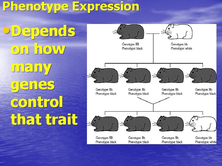 Phenotype Expression • Depends on how many genes control that trait 