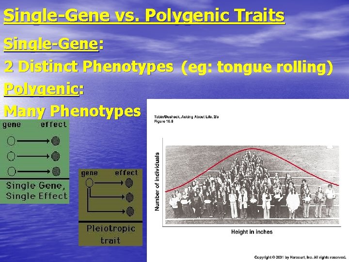 Single-Gene vs. Polygenic Traits Single-Gene: 2 Distinct Phenotypes (eg: tongue rolling) Polygenic: Many Phenotypes