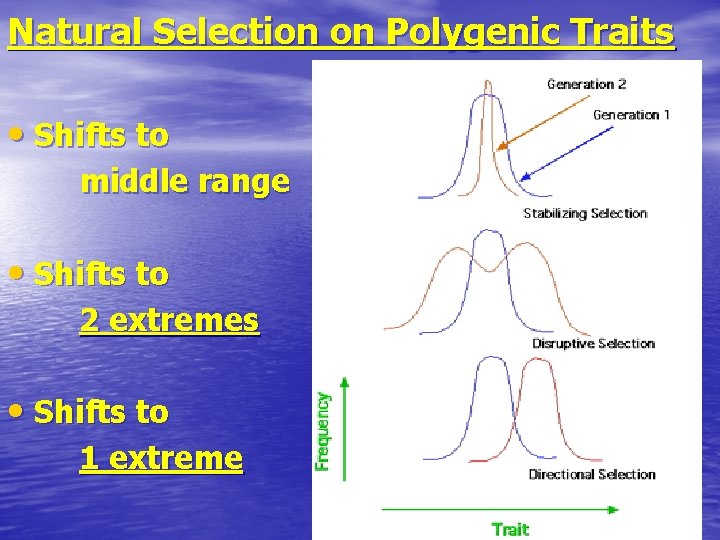 Natural Selection on Polygenic Traits • Shifts to middle range • Shifts to 2