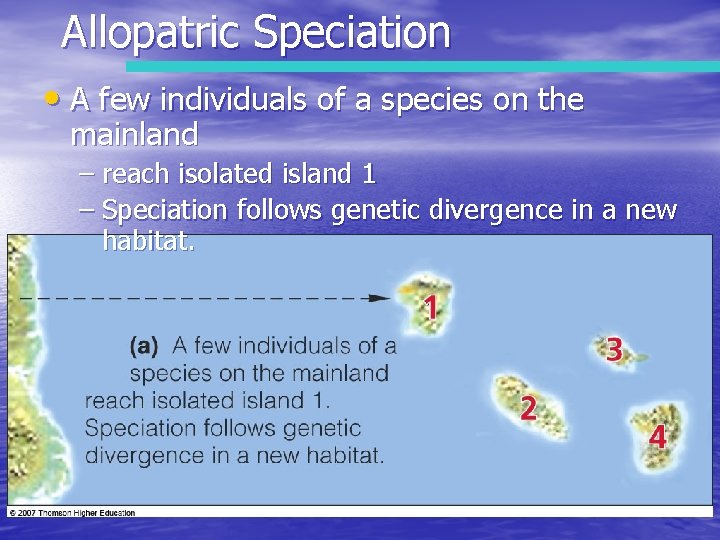 Allopatric Speciation • A few individuals of a species on the mainland – reach