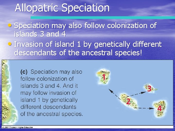 Allopatric Speciation • Speciation may also follow colonization of islands 3 and 4 •