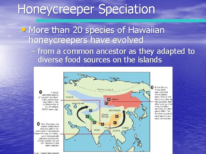 Honeycreeper Speciation • More than 20 species of Hawaiian honeycreepers have evolved – from