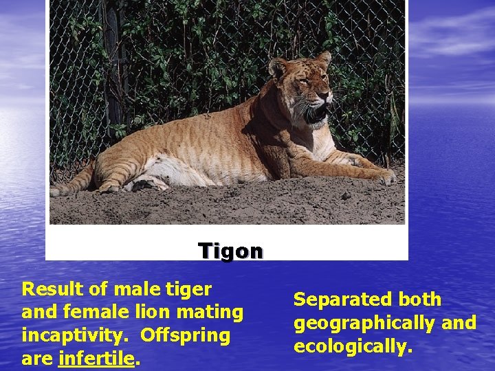 Tigon Result of male tiger and female lion mating incaptivity. Offspring are infertile. Separated
