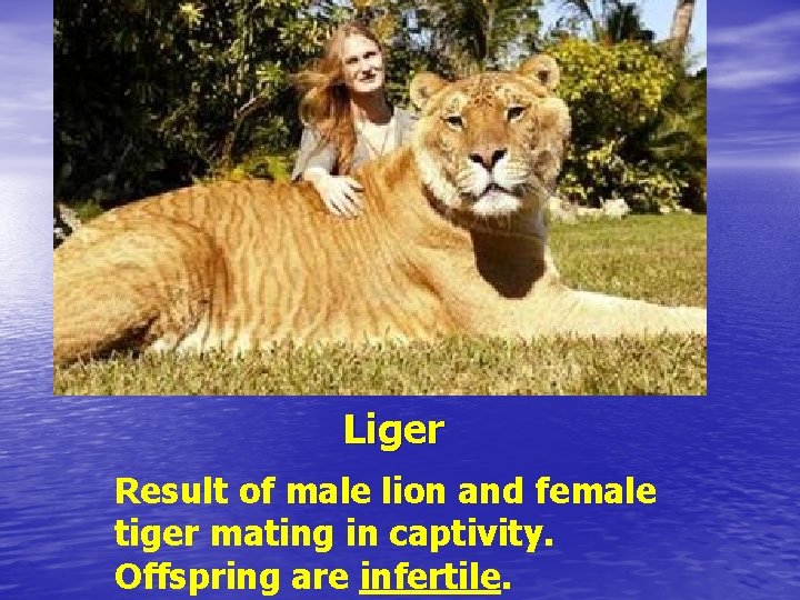 Liger Result of male lion and female tiger mating in captivity. Offspring are infertile.