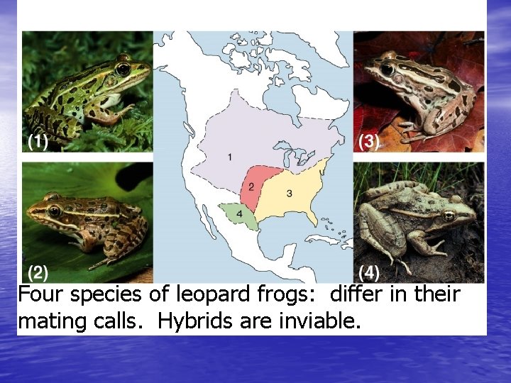 Fig. 23. 6 Four species of leopard frogs: differ in their mating calls. Hybrids