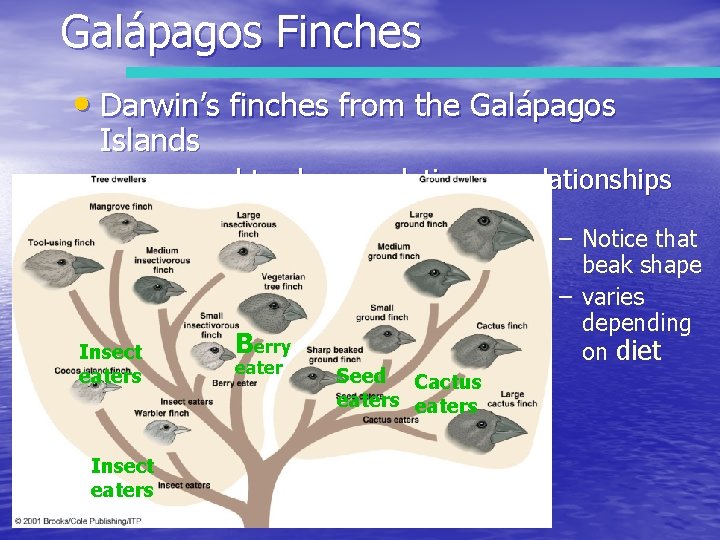 Galápagos Finches • Darwin’s finches from the Galápagos Islands – arranged to show evolutionary