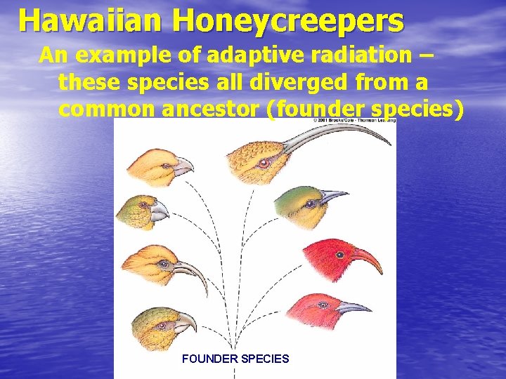 Hawaiian Honeycreepers An example of adaptive radiation – these species all diverged from a