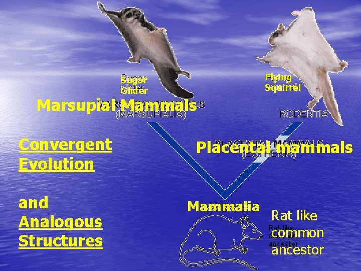 Flying Squirrel Sugar Glider Marsupial Mammals Convergent Evolution and Analogous Structures Placental mammals Mammalia