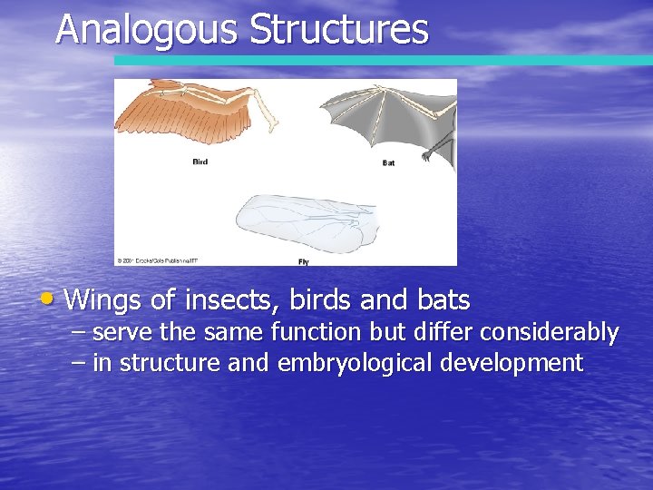 Analogous Structures • Wings of insects, birds and bats – serve the same function