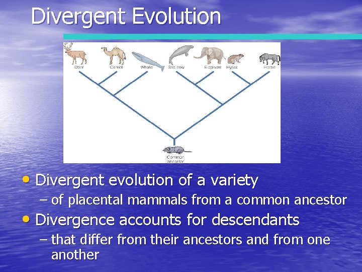 Divergent Evolution • Divergent evolution of a variety – of placental mammals from a