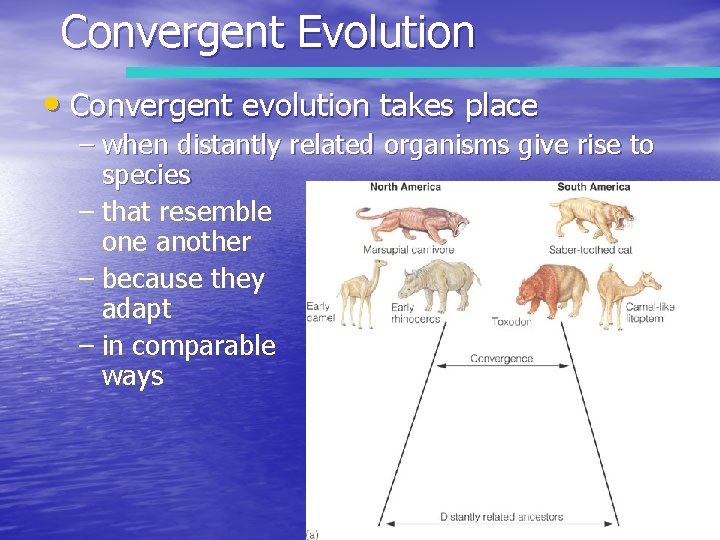 Convergent Evolution • Convergent evolution takes place – when distantly related organisms give rise