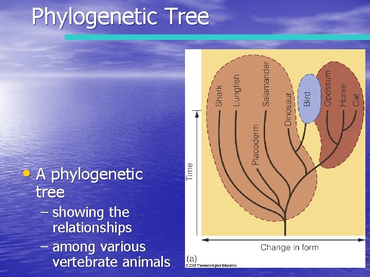 Phylogenetic Tree • A phylogenetic tree – showing the relationships – among various vertebrate