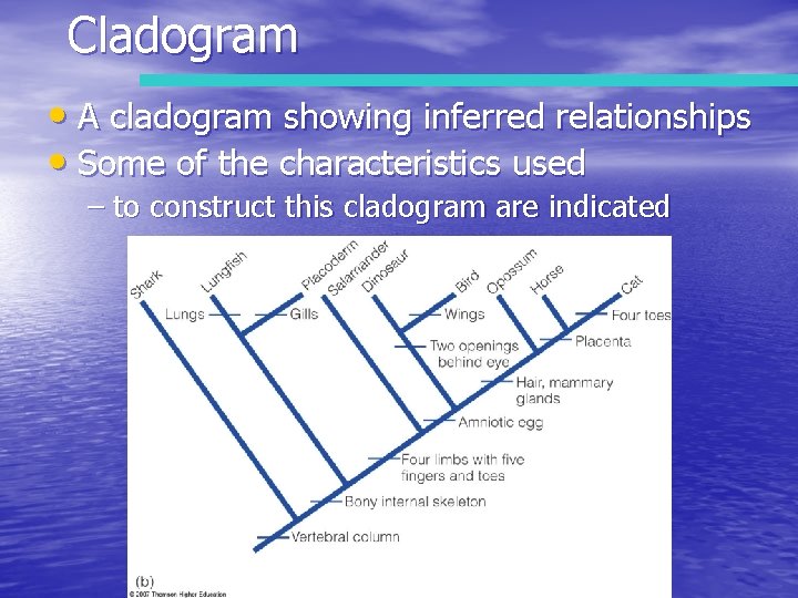 Cladogram • A cladogram showing inferred relationships • Some of the characteristics used –
