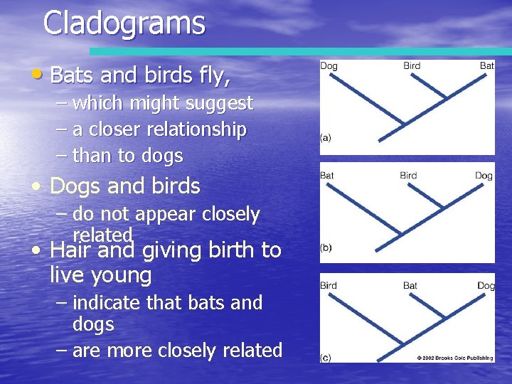 Cladograms • Bats and birds fly, – which might suggest – a closer relationship