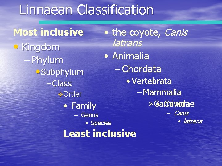 Linnaean Classification Most inclusive • Kingdom – Phylum • Subphylum • the coyote, Canis