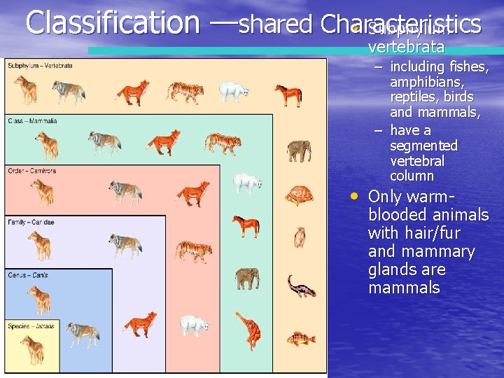 Classification —shared Characteristics • Subphylum vertebrata – including fishes, amphibians, reptiles, birds and mammals,