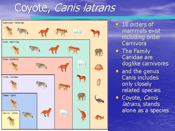 Coyote, Canis latrans • 18 orders of • • • mammals exist including order