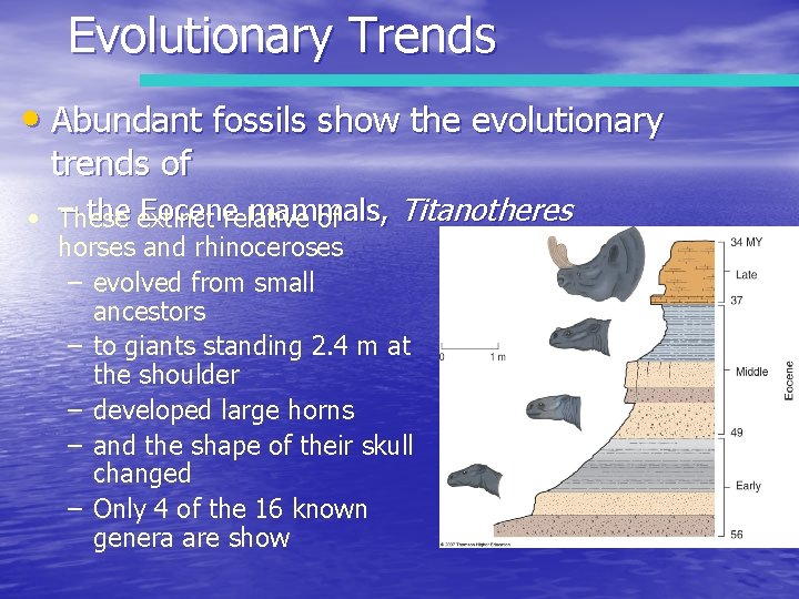 Evolutionary Trends • Abundant fossils show the evolutionary trends of – the extinct Eocene