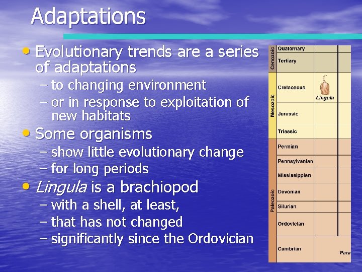 Adaptations • Evolutionary trends are a series of adaptations – to changing environment –
