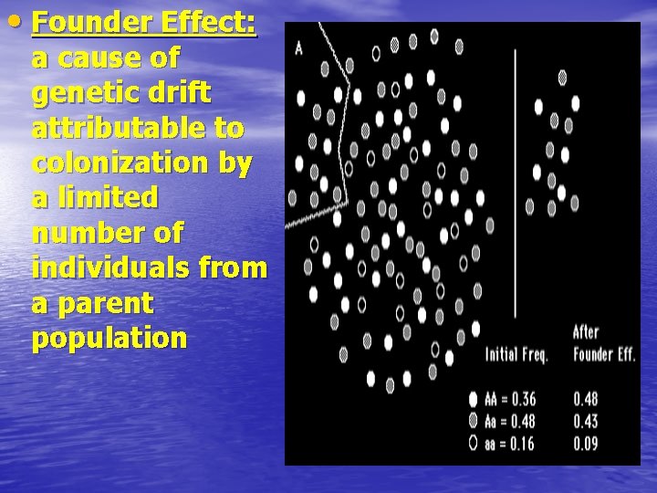  • Founder Effect: a cause of genetic drift attributable to colonization by a