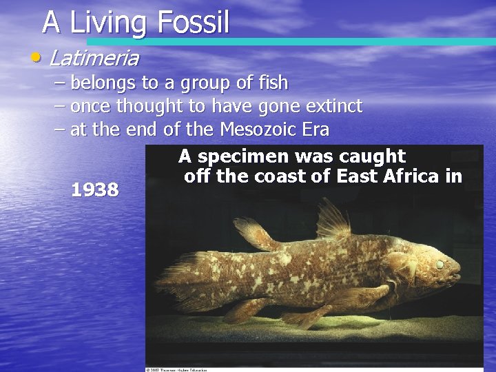A Living Fossil • Latimeria – belongs to a group of fish – once
