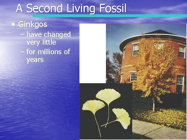 A Second Living Fossil • Ginkgos – have changed very little – for millions