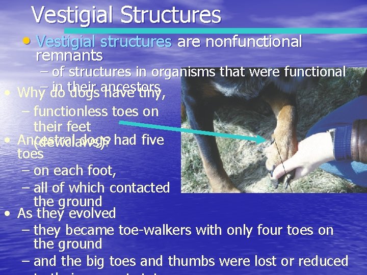 Vestigial Structures • Vestigial structures are nonfunctional remnants – of structures in organisms that