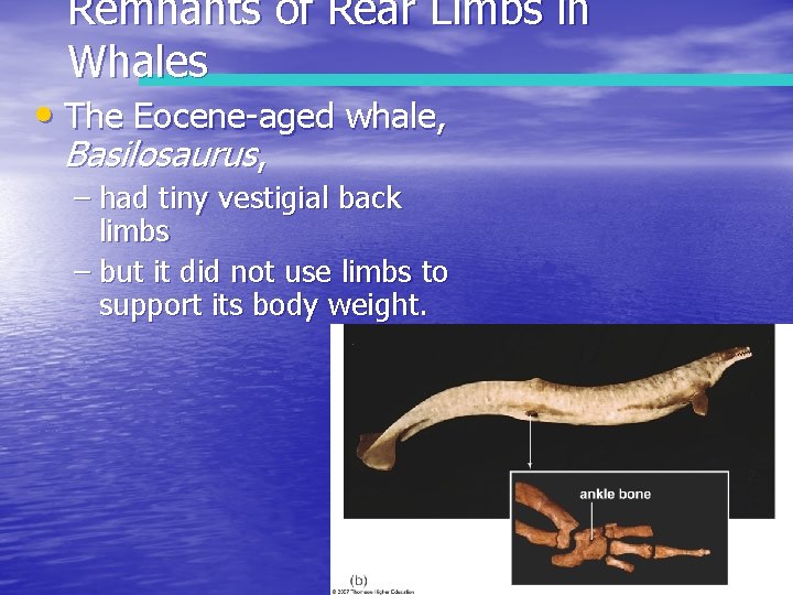 Remnants of Rear Limbs in Whales • The Eocene-aged whale, Basilosaurus, – had tiny