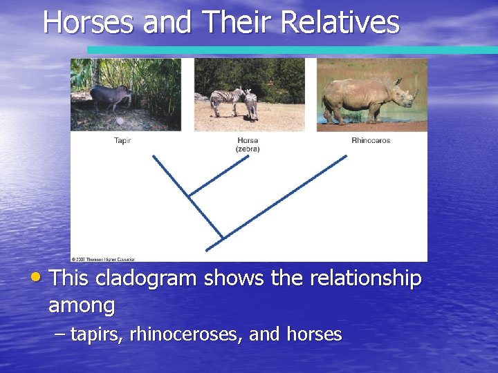 Horses and Their Relatives • This cladogram shows the relationship among – tapirs, rhinoceroses,