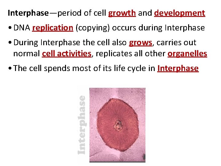 Interphase—period of cell growth and development • DNA replication (copying) occurs during Interphase •