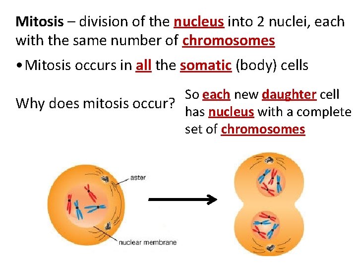 Mitosis – division of the nucleus into 2 nuclei, each with the same number