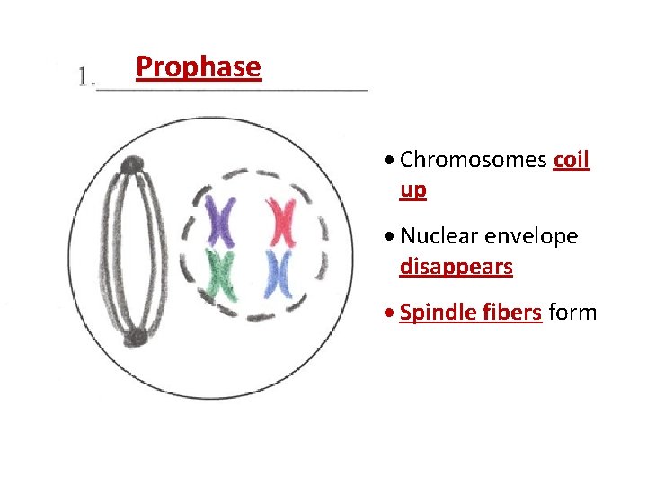 Prophase · Chromosomes coil up · Nuclear envelope disappears · Spindle fibers form 