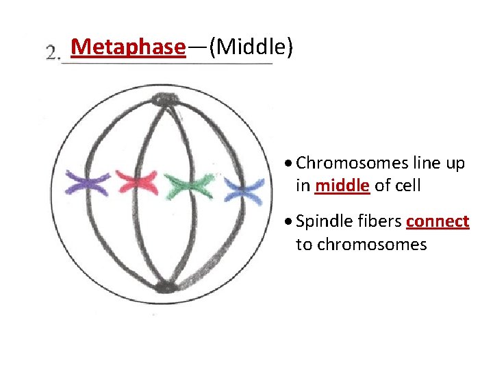 Metaphase—(Middle) · Chromosomes line up in middle of cell · Spindle fibers connect to