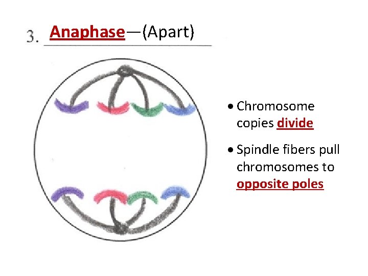Anaphase—(Apart) · Chromosome copies divide · Spindle fibers pull chromosomes to opposite poles 