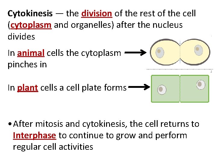 Cytokinesis — the division of the rest of the cell (cytoplasm and organelles) after